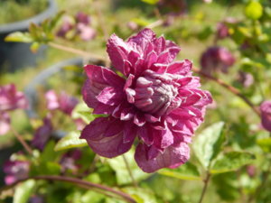 DSCN3324.JPG