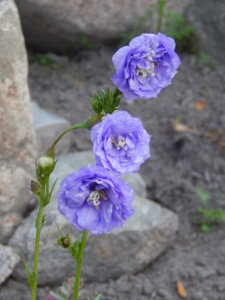 DSCN3405.JPG