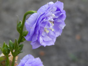 DSCN3407.JPG