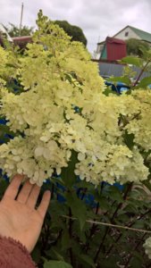 WP_20190729_15_16_19_Pro_LI.jpg