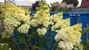 WP_20190731_10_18_58_Pro_LI.jpg
