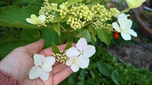 WP_20190729_15_19_40_Pro_LI.jpg