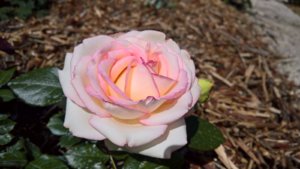 WP_20190705_10_14_51_Pro.jpg