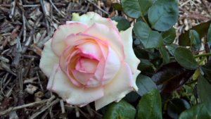 WP_20190729_15_36_46_Pro_LI.jpg