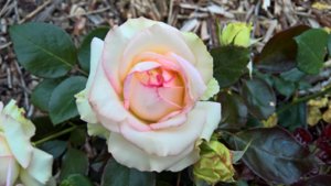 WP_20190729_15_36_59_Pro_LI.jpg