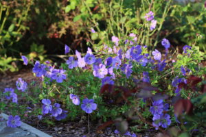 IMG_0784.JPG