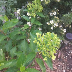 IMG_20190724_112947.jpg
