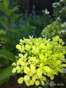IMG_20190730_065619.jpg