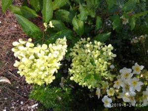IMG_20190802_145604.jpg
