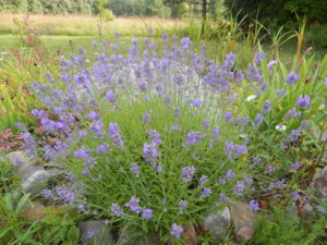 DSCN3517.JPG