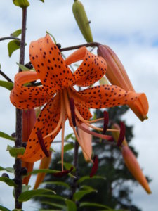DSCN3652.JPG