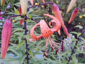 DSCN3770.JPG