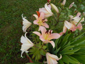 DSCN3630.JPG