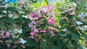 WP_20190803_14_44_11_Pro_LI.jpg