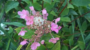 WP_20190803_14_43_23_Pro_LI.jpg