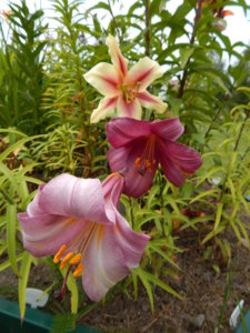 DSCN3663.JPG