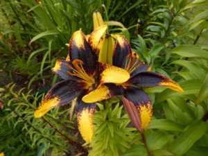 DSCN3667.JPG