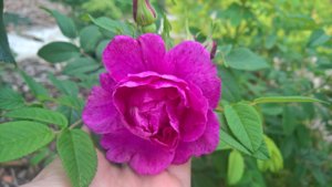 WP_20190802_14_02_19_Pro_LI.jpg