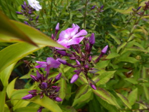 DSCN3668.JPG