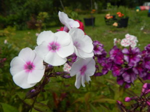 DSCN3745.JPG