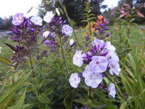 DSCN3796.JPG