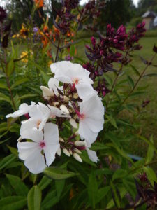 DSCN3559.JPG