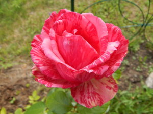 DSCN3717.JPG