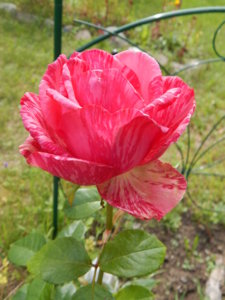 DSCN3719.JPG