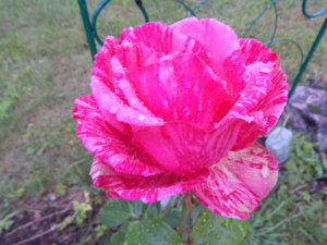 DSCN3806.JPG