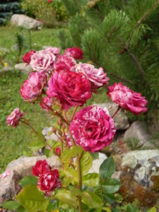 DSCN3695.JPG