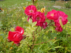 DSCN3696.JPG