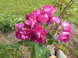 DSCN3699.JPG