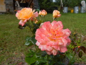 DSCN3721.JPG