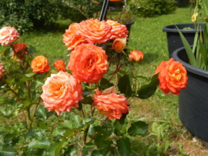 DSCN3738.JPG
