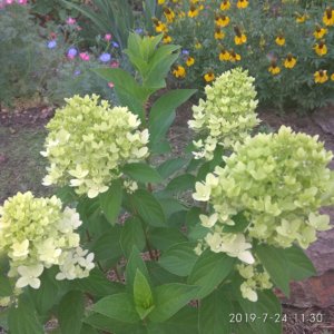IMG_20190724_113008.jpg
