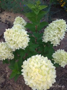 IMG_20190807_064526.jpg