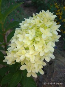 IMG_20190807_064516.jpg