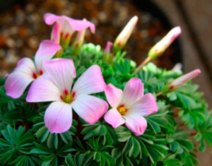 Оксалис (Кислица) Oxalis adenophylla Железистолистная_ 12-16.jpg