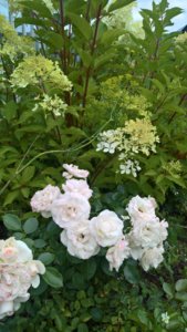 WP_20190807_13_30_14_Pro.jpg