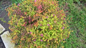 WP_20190807_12_26_02_Pro_LI.jpg