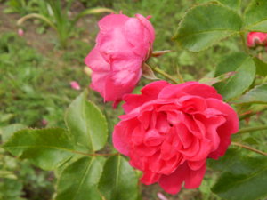 DSCN3658.JPG