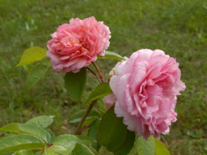 DSCN3694.JPG