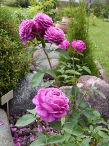 DSCN3731.JPG