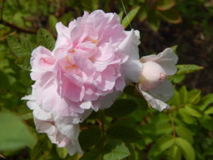 DSCN3740.JPG