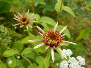 DSCN3537.JPG