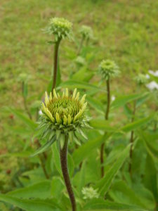 DSCN3538.JPG