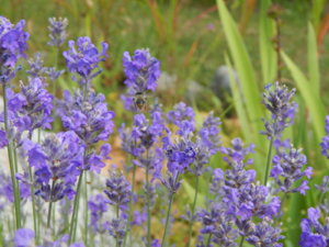 DSCN3707.JPG