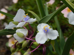 DSCN3687.JPG