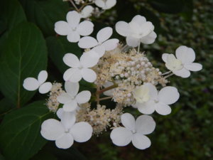 DSCN3730.JPG