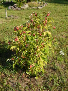DSCN3279.JPG